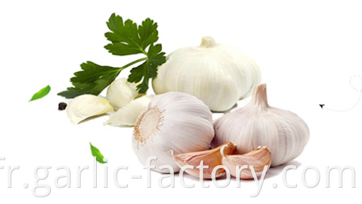 Peeled Fresh white garlic